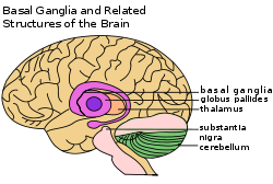 250px-Basal_Ganglia_and_Related_Structures.svg
