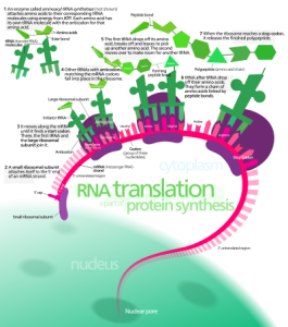 Protein_synthesis.svg