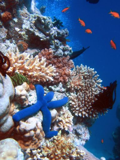 A Blue Starfish (Linckia laevigata) resting on hard Acropora coral. Lighthouse, Ribbon Reefs, Great Barrier Reef